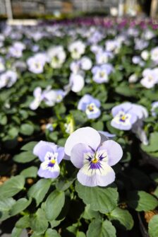 Viola